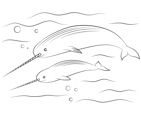 Narwhal With Cute Calve Coloring Page